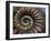 Ammonite Fossil-Lawrence Lawry-Framed Photographic Print