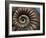 Ammonite Fossil-Lawrence Lawry-Framed Photographic Print