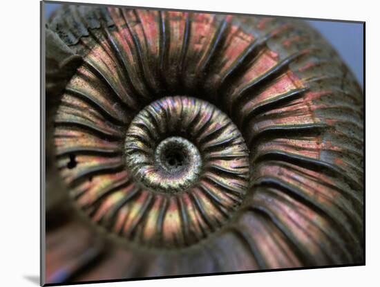 Ammonite Fossil-Lawrence Lawry-Mounted Photographic Print