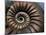 Ammonite Fossil-Lawrence Lawry-Mounted Photographic Print