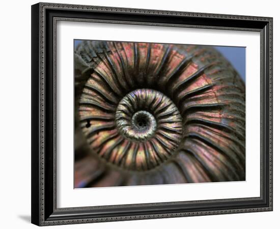 Ammonite Fossil-Lawrence Lawry-Framed Photographic Print