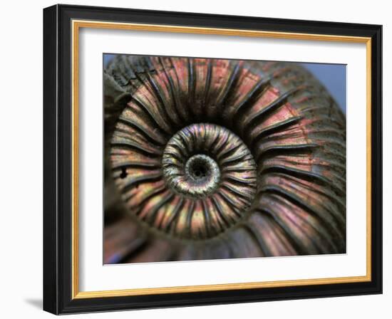 Ammonite Fossil-Lawrence Lawry-Framed Photographic Print