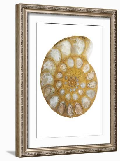 Ammonite Fossil-Lawrence Lawry-Framed Photographic Print