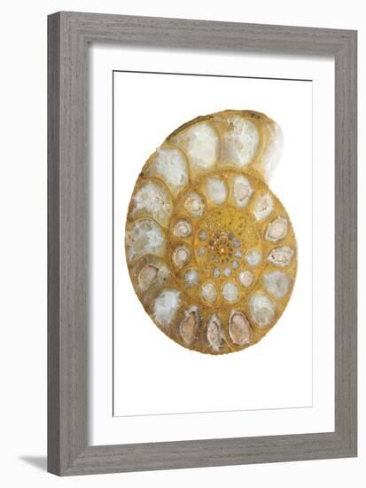 Ammonite Fossil-Lawrence Lawry-Framed Photographic Print