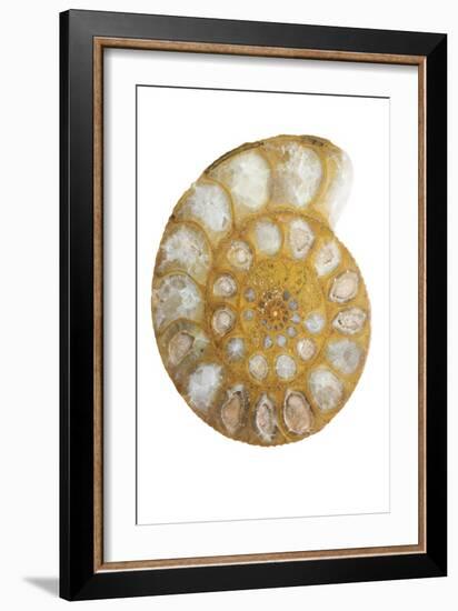 Ammonite Fossil-Lawrence Lawry-Framed Photographic Print