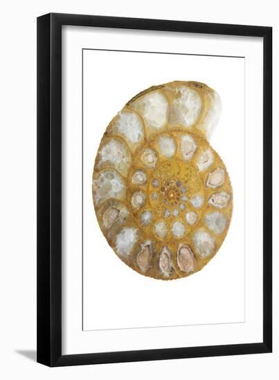 Ammonite Fossil-Lawrence Lawry-Framed Photographic Print