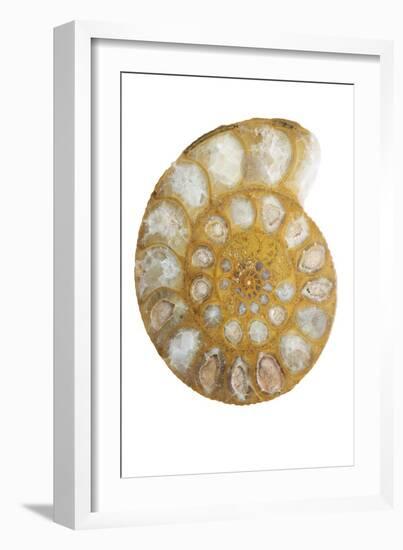 Ammonite Fossil-Lawrence Lawry-Framed Photographic Print