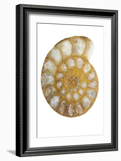 Ammonite Fossil-Lawrence Lawry-Framed Photographic Print