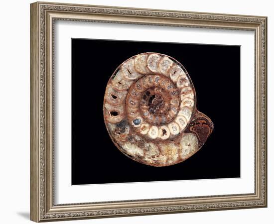 Ammonite Fossil-Kaj Svensson-Framed Photographic Print