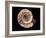 Ammonite Fossil-Kaj Svensson-Framed Photographic Print