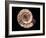 Ammonite Fossil-Kaj Svensson-Framed Photographic Print