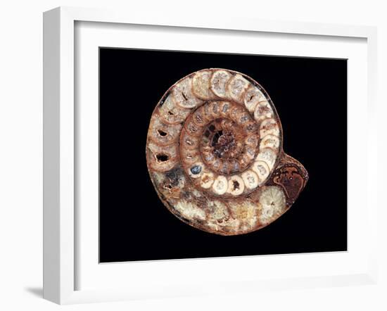 Ammonite Fossil-Kaj Svensson-Framed Photographic Print