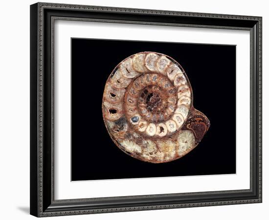 Ammonite Fossil-Kaj Svensson-Framed Photographic Print