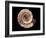 Ammonite Fossil-Kaj Svensson-Framed Photographic Print