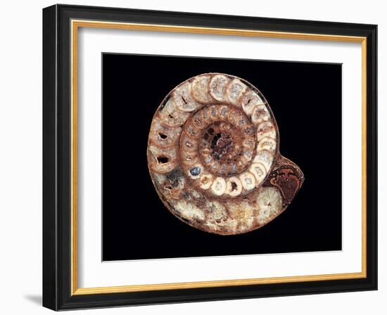 Ammonite Fossil-Kaj Svensson-Framed Photographic Print