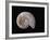 Ammonite Fossil-Walter Geiersperger-Framed Photographic Print