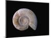 Ammonite Fossil-Walter Geiersperger-Mounted Photographic Print