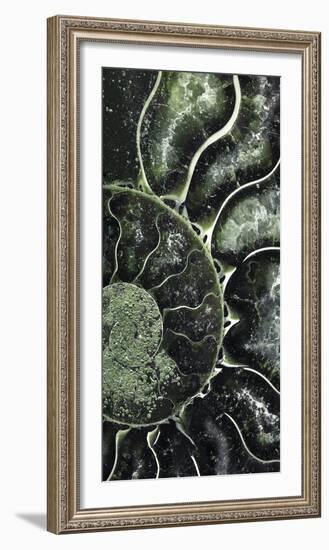 Ammonite - Helix-Assaf Frank-Framed Giclee Print