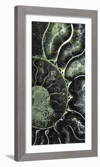 Ammonite - Helix-Assaf Frank-Framed Giclee Print