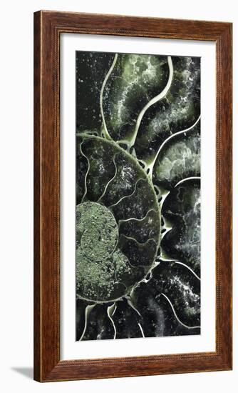 Ammonite - Helix-Assaf Frank-Framed Giclee Print