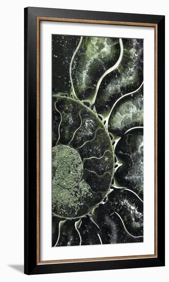 Ammonite - Helix-Assaf Frank-Framed Giclee Print