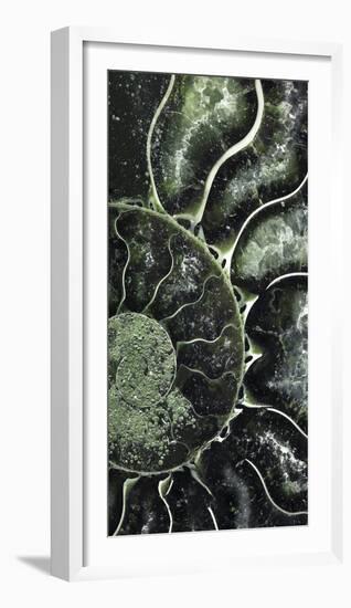 Ammonite - Helix-Assaf Frank-Framed Giclee Print