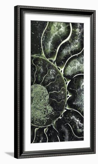 Ammonite - Helix-Assaf Frank-Framed Giclee Print