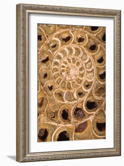 Ammonite I-Vision Studio-Framed Premium Giclee Print