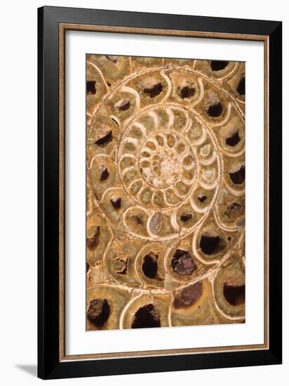 Ammonite I-Vision Studio-Framed Premium Giclee Print