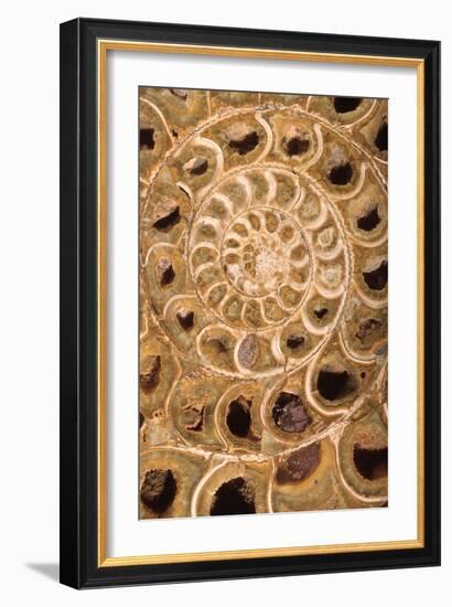 Ammonite I-Vision Studio-Framed Premium Giclee Print