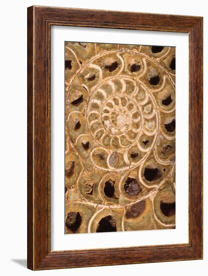 Ammonite I-Vision Studio-Framed Art Print