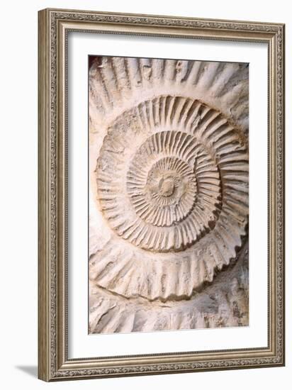 Ammonite II-Vision Studio-Framed Art Print