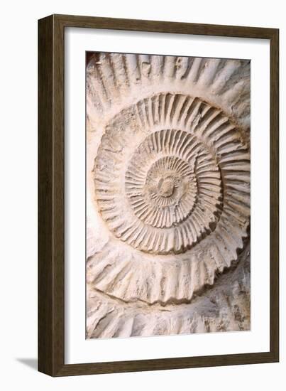 Ammonite II-Vision Studio-Framed Art Print