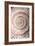 Ammonite II-Vision Studio-Framed Art Print