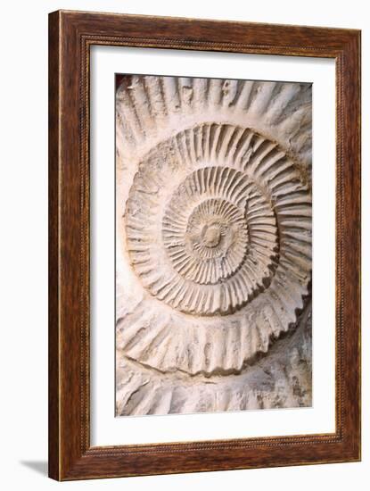 Ammonite II-Vision Studio-Framed Art Print