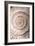 Ammonite II-Vision Studio-Framed Art Print