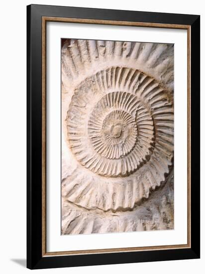 Ammonite II-Vision Studio-Framed Art Print