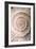 Ammonite II-Vision Studio-Framed Art Print