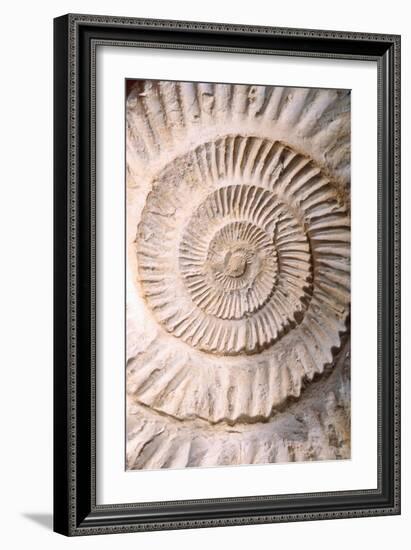 Ammonite II-Vision Studio-Framed Art Print