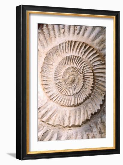 Ammonite II-Vision Studio-Framed Art Print