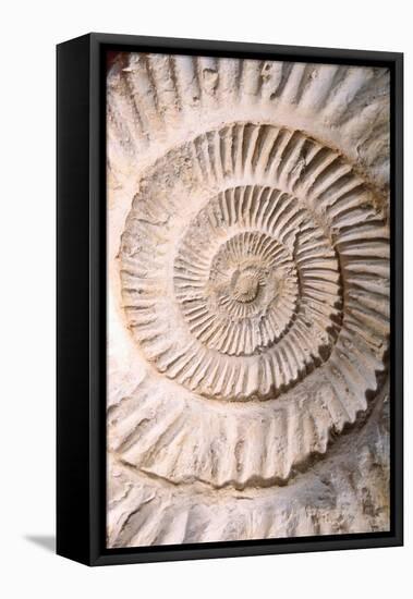 Ammonite II-Vision Studio-Framed Stretched Canvas