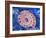 Ammonite in Labradorite-Douglas Taylor-Framed Photographic Print