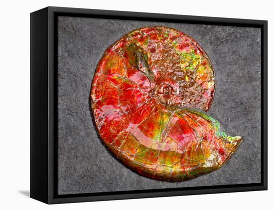 Ammonite in Matrix-Douglas Taylor-Framed Premier Image Canvas