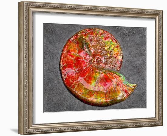 Ammonite in Matrix-Douglas Taylor-Framed Photographic Print