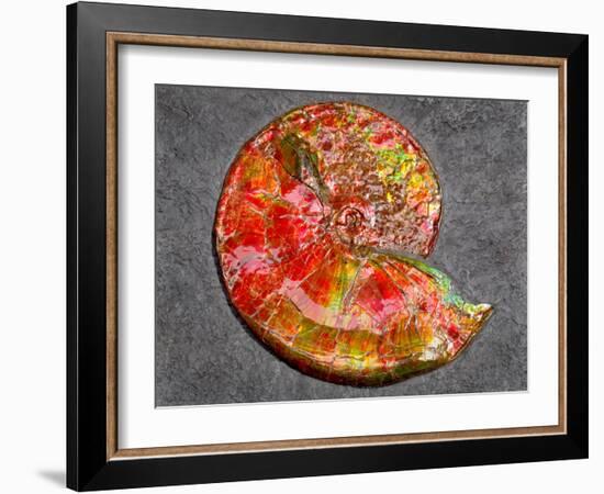 Ammonite in Matrix-Douglas Taylor-Framed Photographic Print