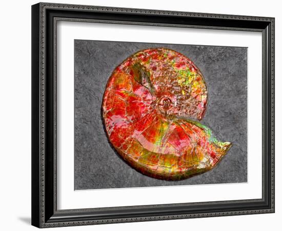 Ammonite in Matrix-Douglas Taylor-Framed Photographic Print