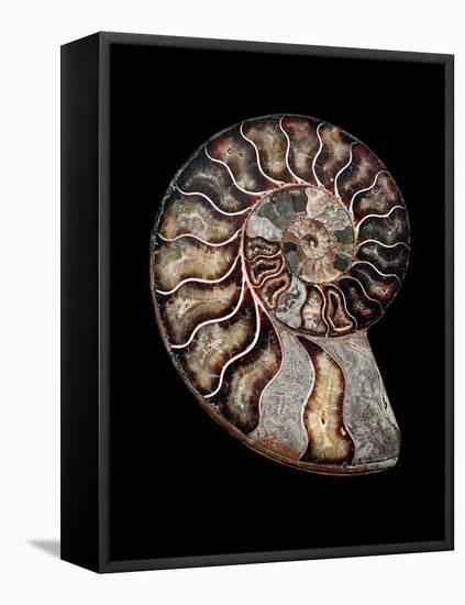 Ammonite-Gavin Kingcome-Framed Premier Image Canvas