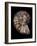 Ammonite-Gavin Kingcome-Framed Photographic Print