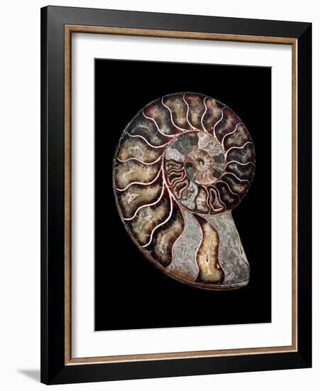 Ammonite-Gavin Kingcome-Framed Photographic Print