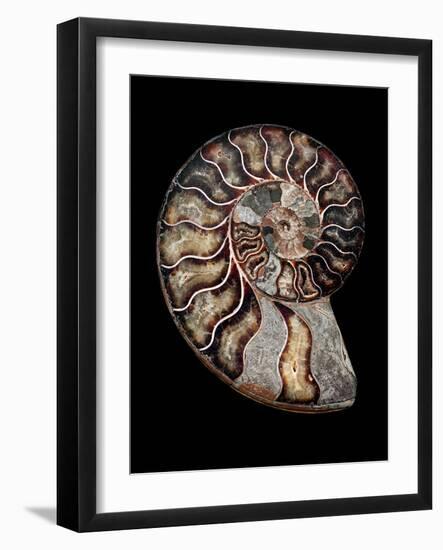 Ammonite-Gavin Kingcome-Framed Photographic Print